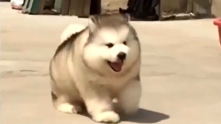 น่ารักสุดๆ ไปเลย! ลูกหมาน้อยอ้วนกลมน่ารักมากๆ