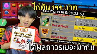 สุ่มไก่ตัน199บาท แต่ได้เทพตันมีผลถาวรเกือบครบ! Blox Fruits