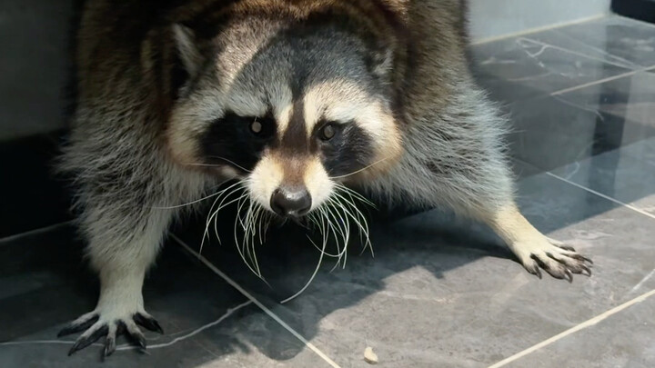 #الراكون الصغير بسبب قصر النظر لدى الراكون، لم تتمكن شياو شياو من رؤية من هو بوضوح، فكشفت عن وضعية ج