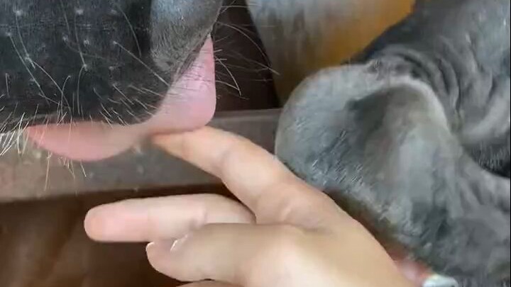 Anh hàng xóm Mã: Đùa chút với tôi đi