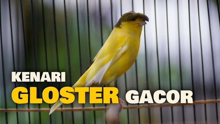 KENARI JAMBUL GLOSTER GACOR