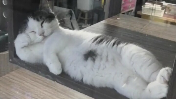 Kumpulan Pose Tidur Kucing