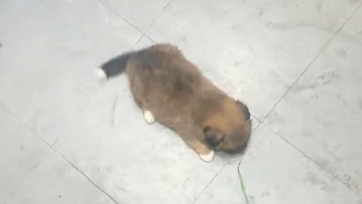 ลูกสุนัขตัวน้อยนั่งลิฟต์
