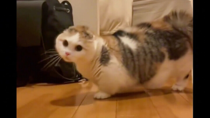 Tổng hợp mèo ngoan