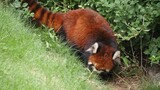 This Red Panda's name is Kiwi