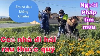 Đi vào rừng hái rau dại bồ công anh/ rau quý bán ở chợ Pháp/Cuộc sống pháp thôn quê ở pháp châu âu