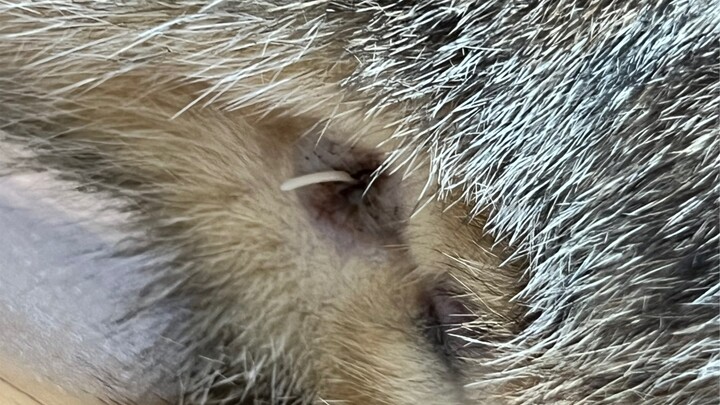 What was that thing in the cat's butt? She ate it before I could even see clearly.