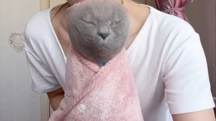 Langkah demi langkah mengajari Anda cara membungkus kucing dan memotong kukunya