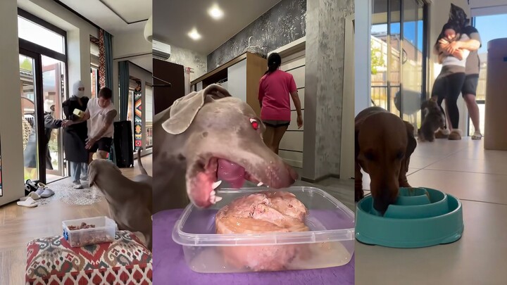 Trước món ngon, sự an nguy của chủ nhân chỉ như màn giải trí nhỏ trước bữa ăn.