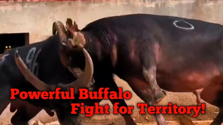 Battle of the Mighty Bulls!