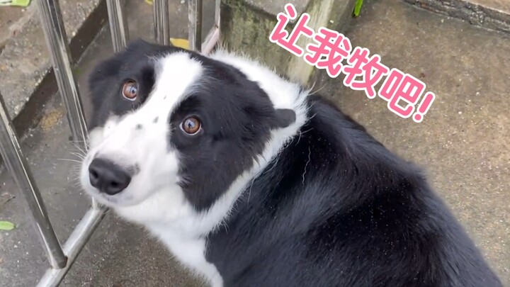 How seriously does a Border Collie take its work?