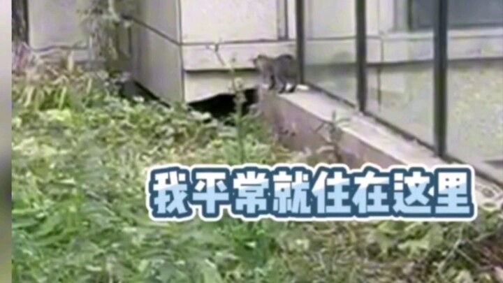 The CEO persona has awakened #StrayCat