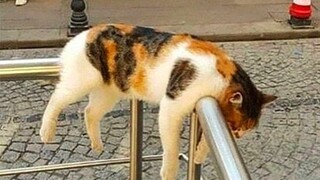 If I fit, I sleep 😺 Compilation of funny cats for a good mood! 😺