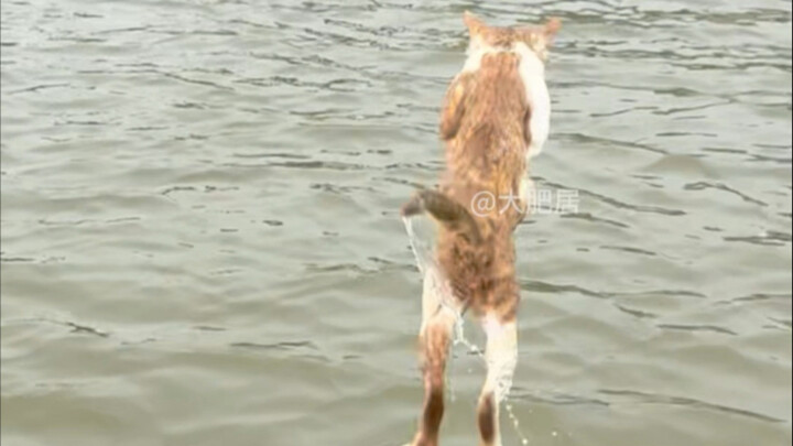 قطط الصيد ليست قطط منزلية عادية