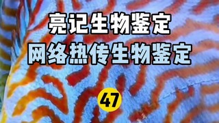 【Liangji Bio-Identification】Internet Hot Biological Identification 47