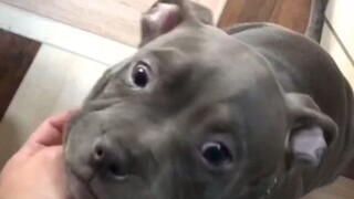A foreign netizen raised a "bully dog" and found that it was actually quite docile~
