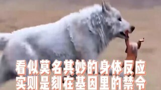 Reaksi tubuh yang tampaknya aneh dan tak masuk akal sebenarnya adalah larangan yang tertanam dalam g