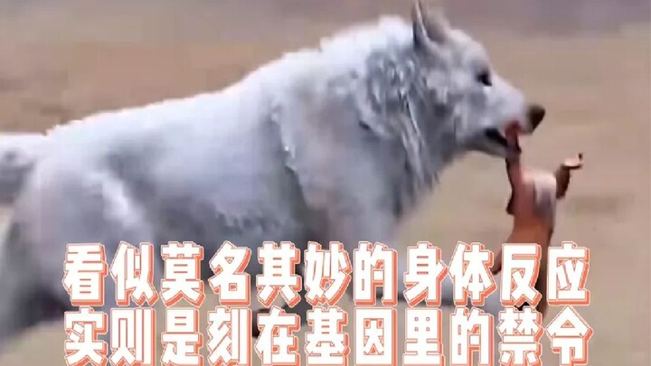 Seemingly inexplicable bodily reactions are actually bans etched into our genes.