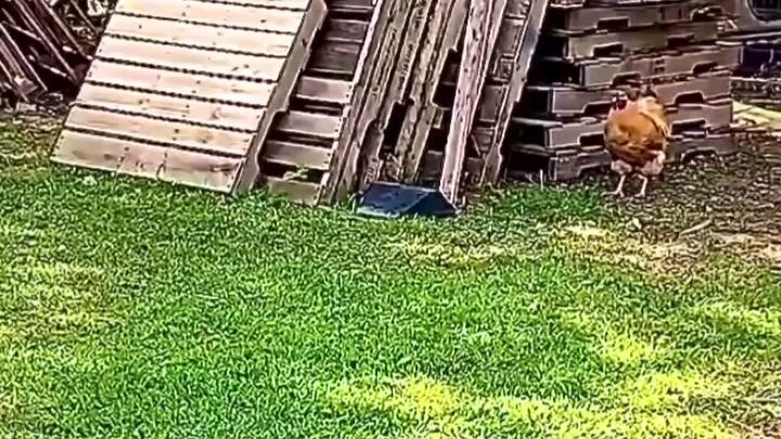 chicken catching dog