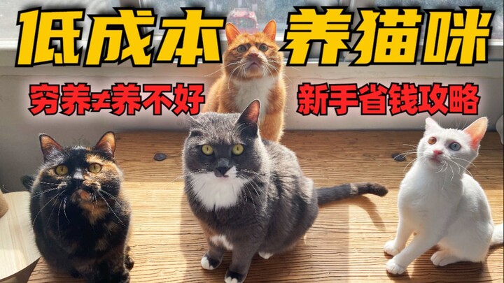 Budget-Friendly Cat-Keeping Guide for Beginners! You Can Absolutely Thrive on a Tight Budget—Stay Cl