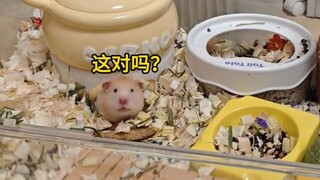 鼠：你再这么搞我就离家出走