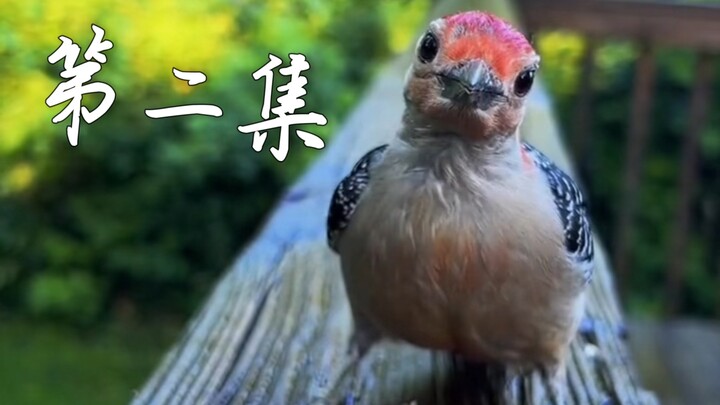 Apa saja burung yang bisa didatangkan dengan menaburkan makanan di taman?