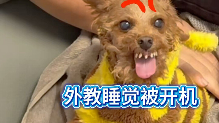 Anh Mô Mô hợp tác với giáo viên nước ngoài để gia nhập Bilibili, mọi người có chào đón không?