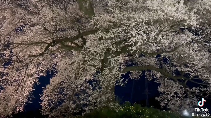 Anh chàng mùa xuân năm ấy