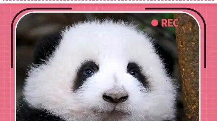 Hua Bao Ji: Aku sudah tidak bersih lagi! Menangis nangis