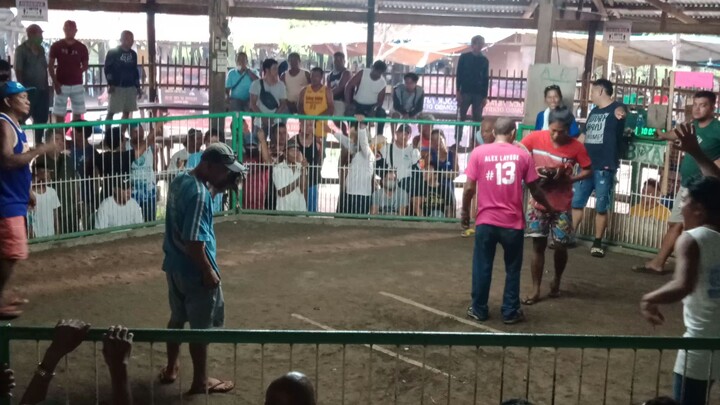 Sabung 3Cock Derby Fight #2 bloodline 🐓BLUES (win) Santa Fe cockfights (sayang Hindi naka champion)