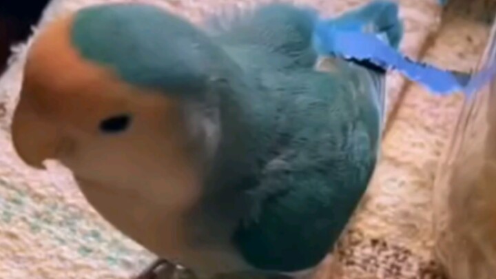 Con vẹt nhỏ đáng yêu này đang nghĩ gì vậy nhỉ? Có phải nó thấy cái đuôi của mình chưa đủ dài không?