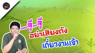 เพาะปลากัดป่าหางโพธิ์2คู่ผ่านไป5วันเป็นอย่างไรบ้างสไตล์korattv