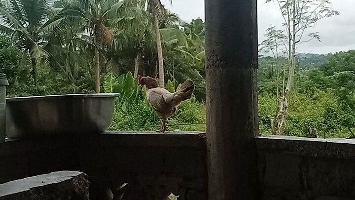 for breeding na si bantam hen🐓❤️