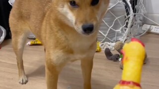 Silly Dog