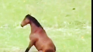 คุณรู้ไหมว่าคำพูดเพียงประโยคเดียวของคุณสามารถทำร้ายลูกม้าตัวน้อยได้มากขนาดไหน?