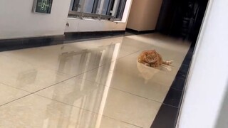 Petak umpet, Anda telah membangkitkan minatnya dalam berburu!