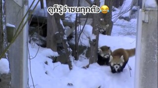 แพนด้าแดงจอมซน🥰
