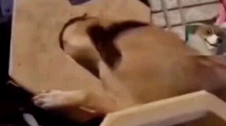 Anjing: Dasar brengsek, kamu berani mau nyawa aku?