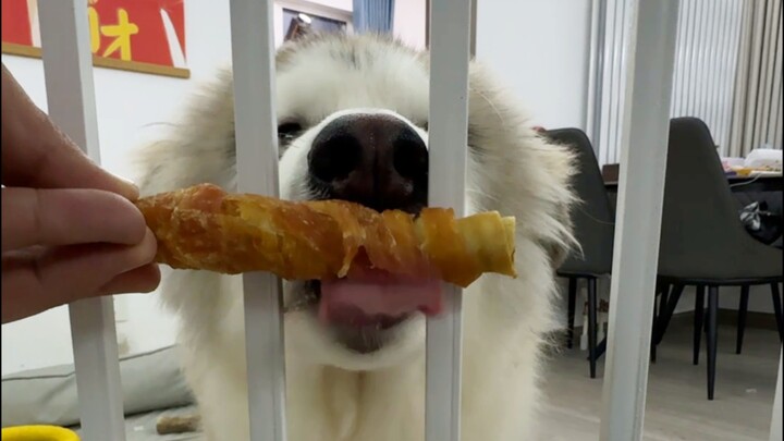 I’m done talking—I’ve completely lost faith in that big, chubby dog!