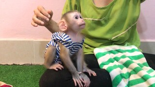 Big fun for monkey Mino around mommy