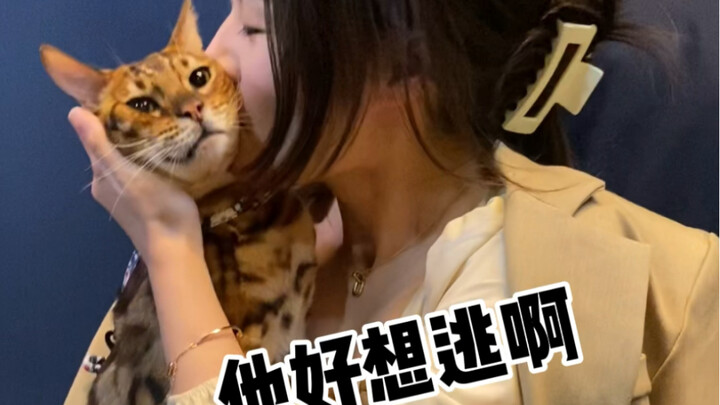 การเดินทางของเซี่ย ประตู กิน แมว