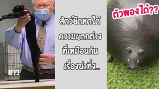 รวมคลิปตลกๆ : นี่มันสัตว์ประหลาดจากต่างดาวหรือเปล่าเนี่ย!!??
