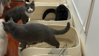 What’s it like to quarantine for two weeks at a cat café? UP shares a heartfelt monologue!