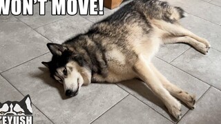 My Husky ไม่ยอมให้ทัวร์กระท่อมวันหยุดโดยไม่จ่ายเงิน!