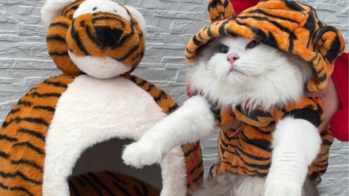 ในสายตาคุณตา ลูกแมวหนักยี่สิบชั่งก็ยังไม่ถือว่าอ้วน