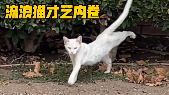 เจ้าเหมียวตัวน้อยยกหางแล้วเดินมาเลย!