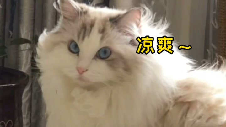 How did I end up with a cat who loves basking in the fan so much?