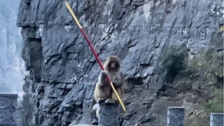 عصا القرد الذهبية