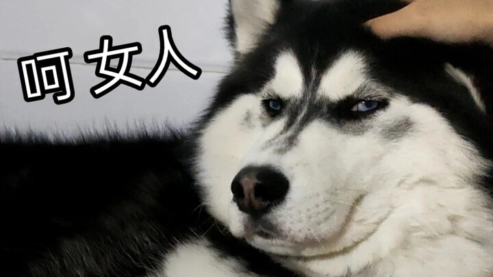 Got a dog? Then get a Husky!