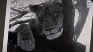 Born Free 1966